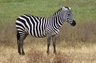 SafariAnimals-138