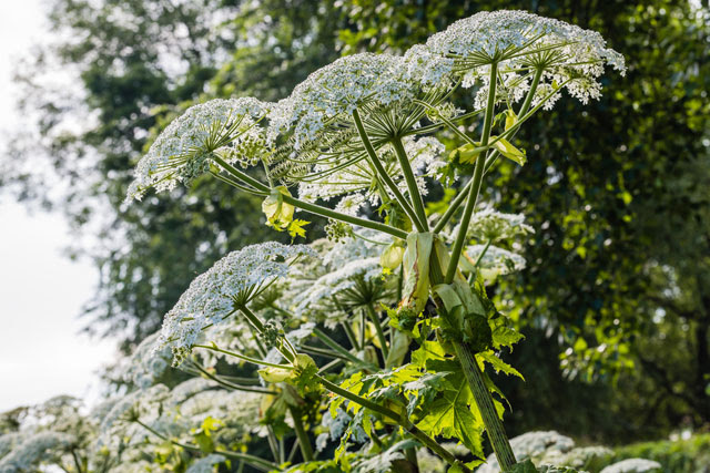 hogweed