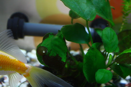 金魚と水草と石巻貝と木酢液 水玉のアクア日和 金魚と水草