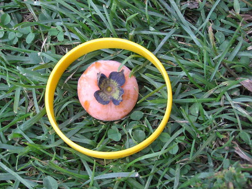 Fallen persimmon