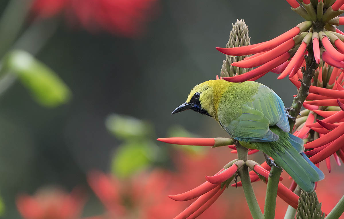 Blue Winged Leafbird Minivets 山椒鳥 Landbirds 陸鳥 Hkbws Forum 香港觀鳥會討論區 Powered By Discuz