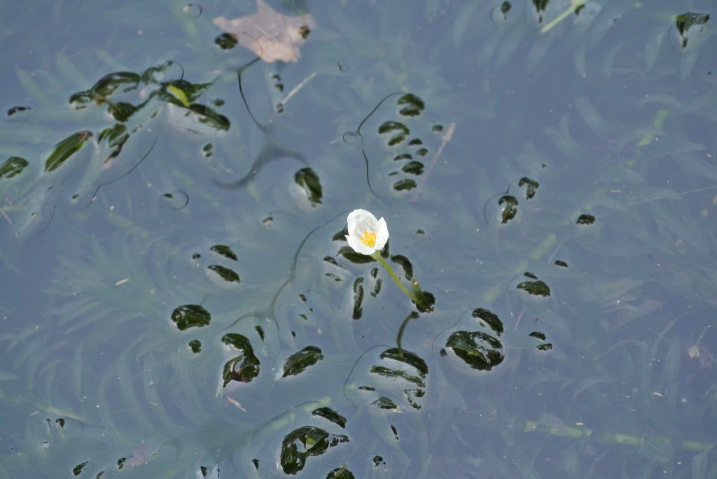 オオカナダモ 大カナダ藻 の花 公式 水前寺江津湖公園 熊本市の公園 公式 水前寺江津湖公園 熊本市の公園