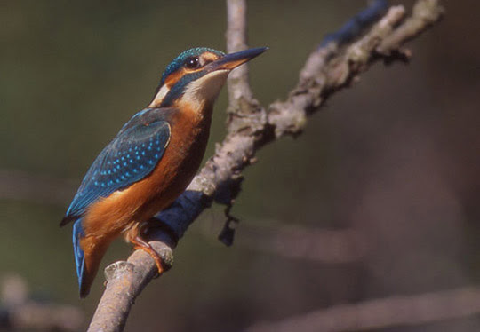 Liste Des Oiseaux