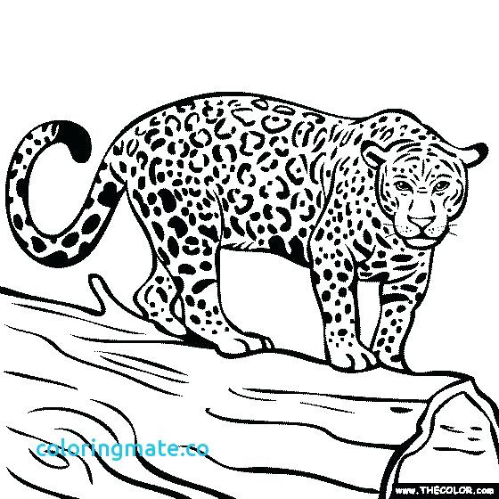 Jacksonville Jaguars Coloring Pages at GetColorings.com  