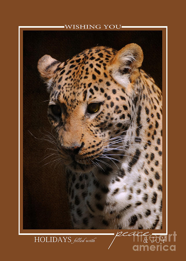Animal Christmas Cards Wildlife