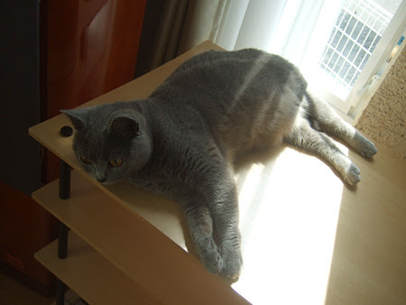 ジャンプしない猫 結構毛だらけ