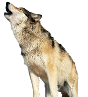 Wolf Png Image Free Picture Download