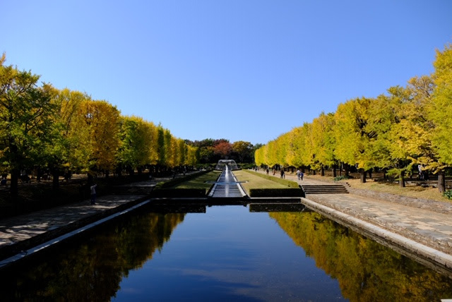 東京 紅葉 国営昭和記念公園 立川 の紅葉見頃と撮影ポイント カメラ片手に旅に出よう