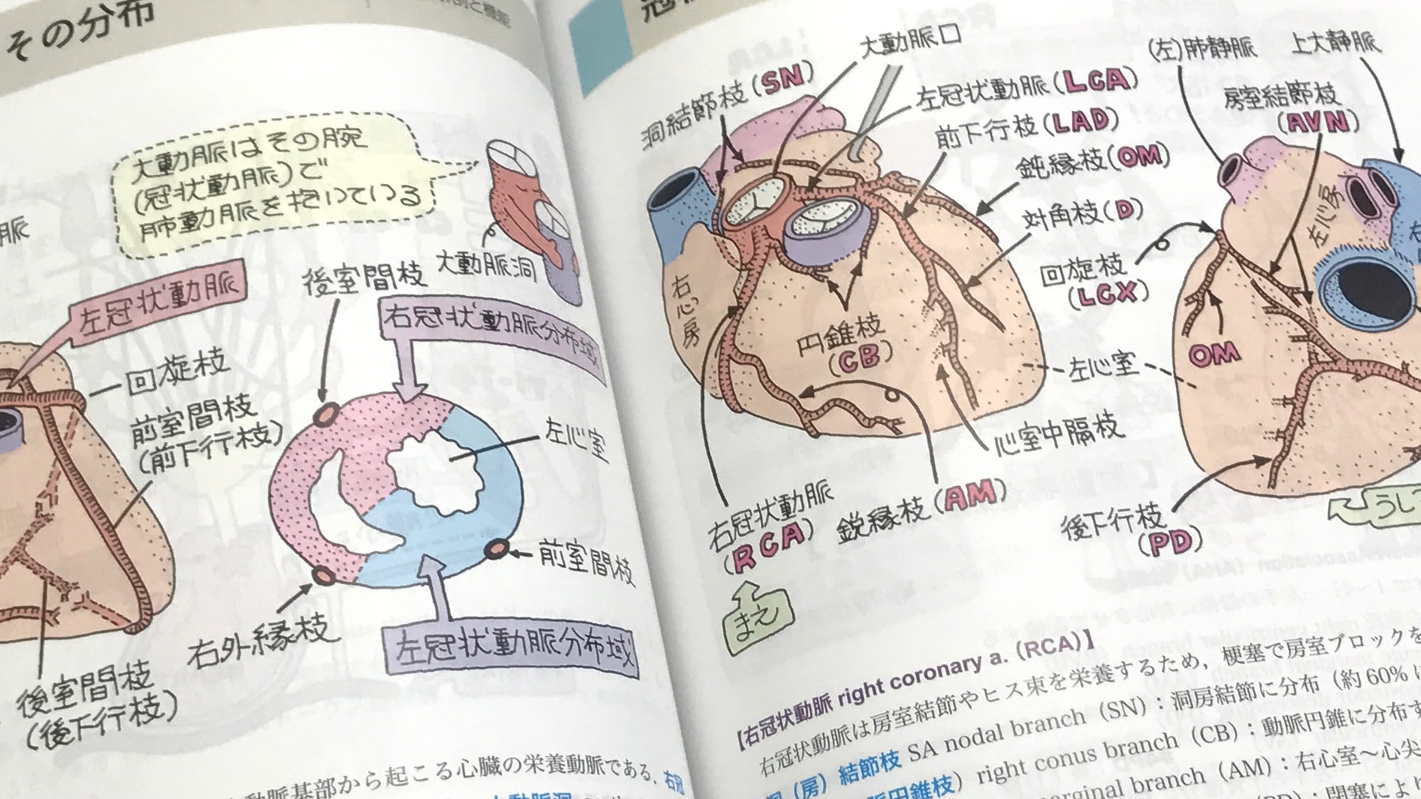 イラスト解剖学 第9版 Anatomy