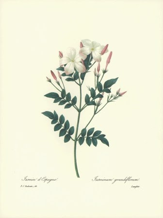 foster botanical gardens Found on ebay.com | 336 x 448 · 22 kB · jpeg