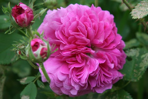 rose 4