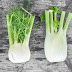 DINH DƯỠNG CHỮA BỆNH - GIA VỊ - THÌ LÀ - FENNEL 