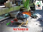 Inilah 41+ Foto Ayam Bangkok Jawara