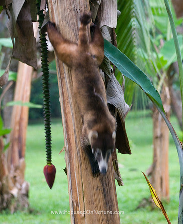 Scarred Coati Coming Back Down