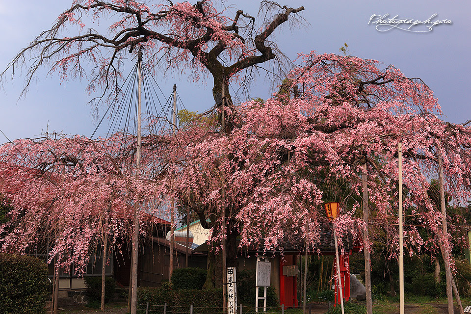 雲上の桜紀行