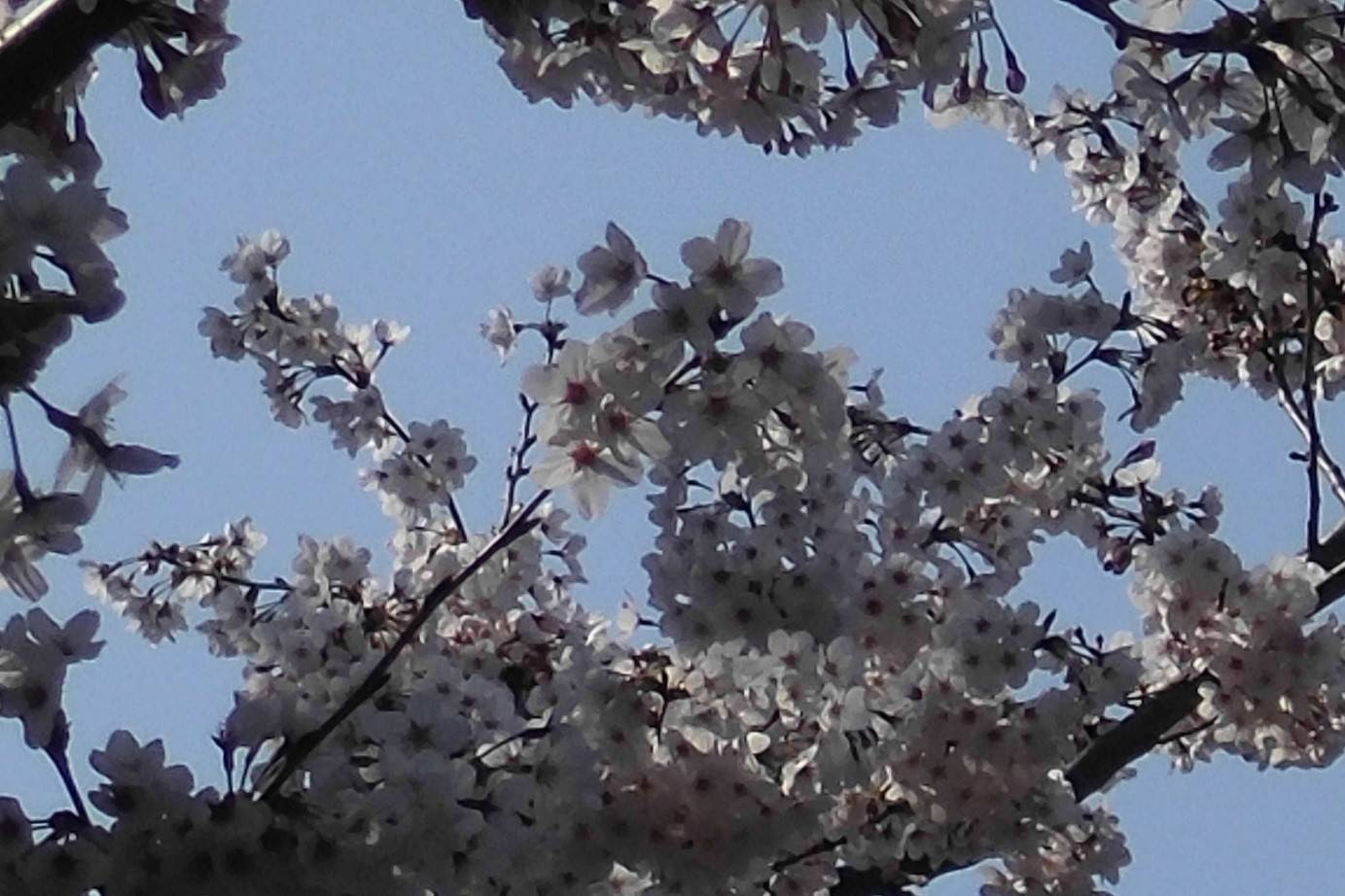 俣野公園桜開花情報 ３月２８日号 桜開花 俣野公園公式サイト 公益財団法人 横浜市緑の協会