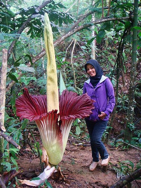 emboook auuw home facebook