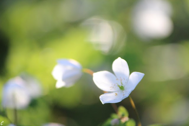 flora