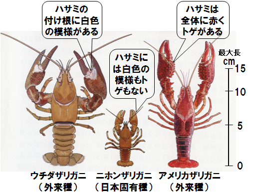 ザリガニの見分け方