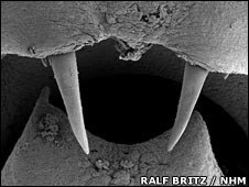 Fisk fangs