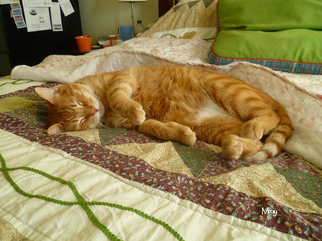 sleepy furboy