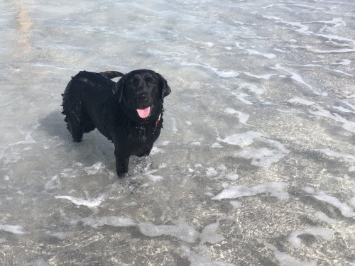 Il Bagno Quasi Impossibile Dei Cani Al Mare Spiagge