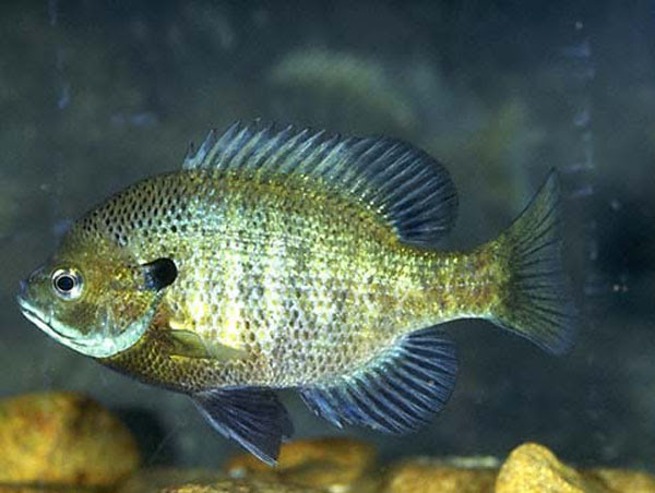 can you use bluegill in your aquaponics system?