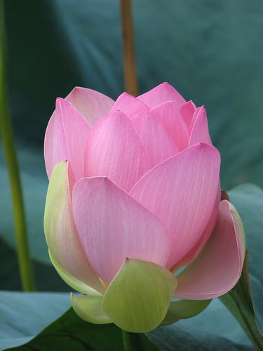 Lotus Bud