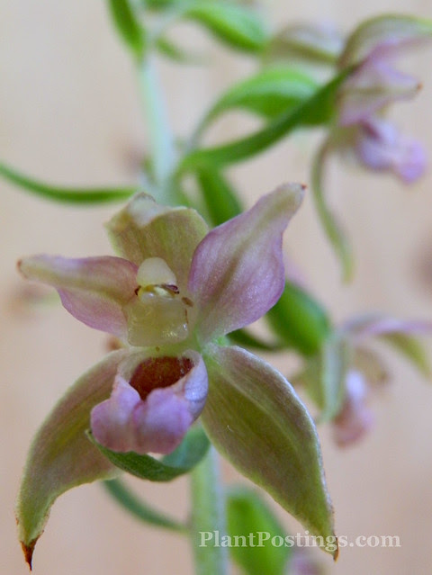 orchid1