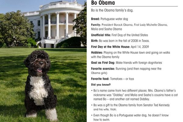  a scandal already swirls around presidential pooch Bo Obama's official 