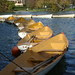 Bois de Boulogne 1 mars 2008