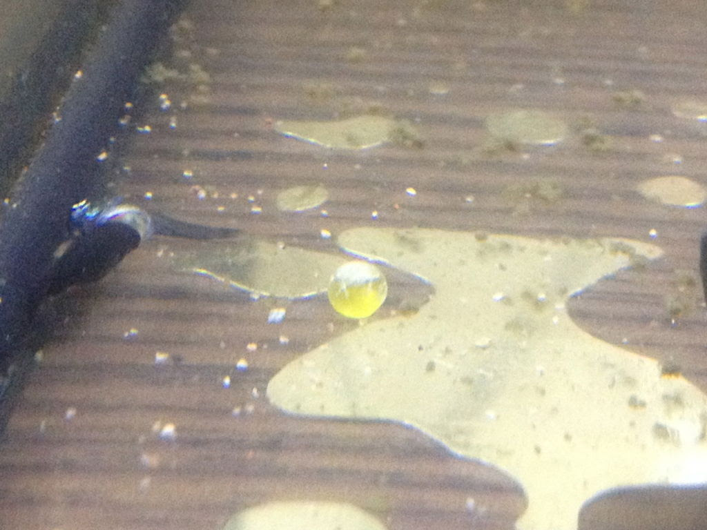 ブラックモーリー稚魚の合計と出すもの出してスリムになったママの姿を発表