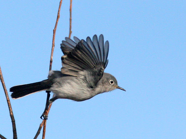 Blue-gray Gnatcatcher 20101231