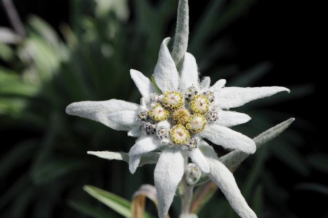 Fakta Bunga Edelweiss dan Mitos yang Dapat Menjadikannya Punah