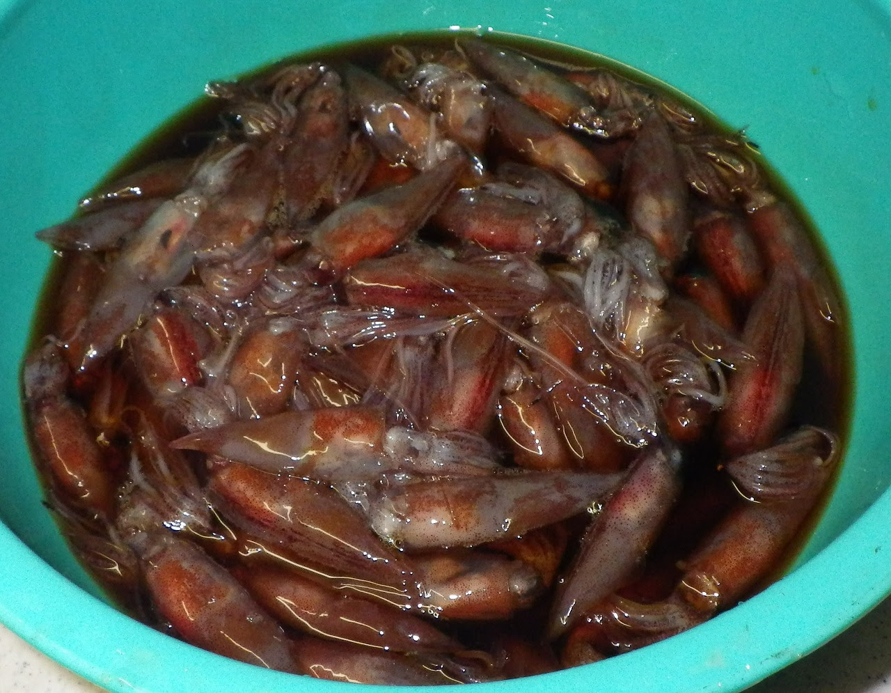 軟体動物 いきものいきもの