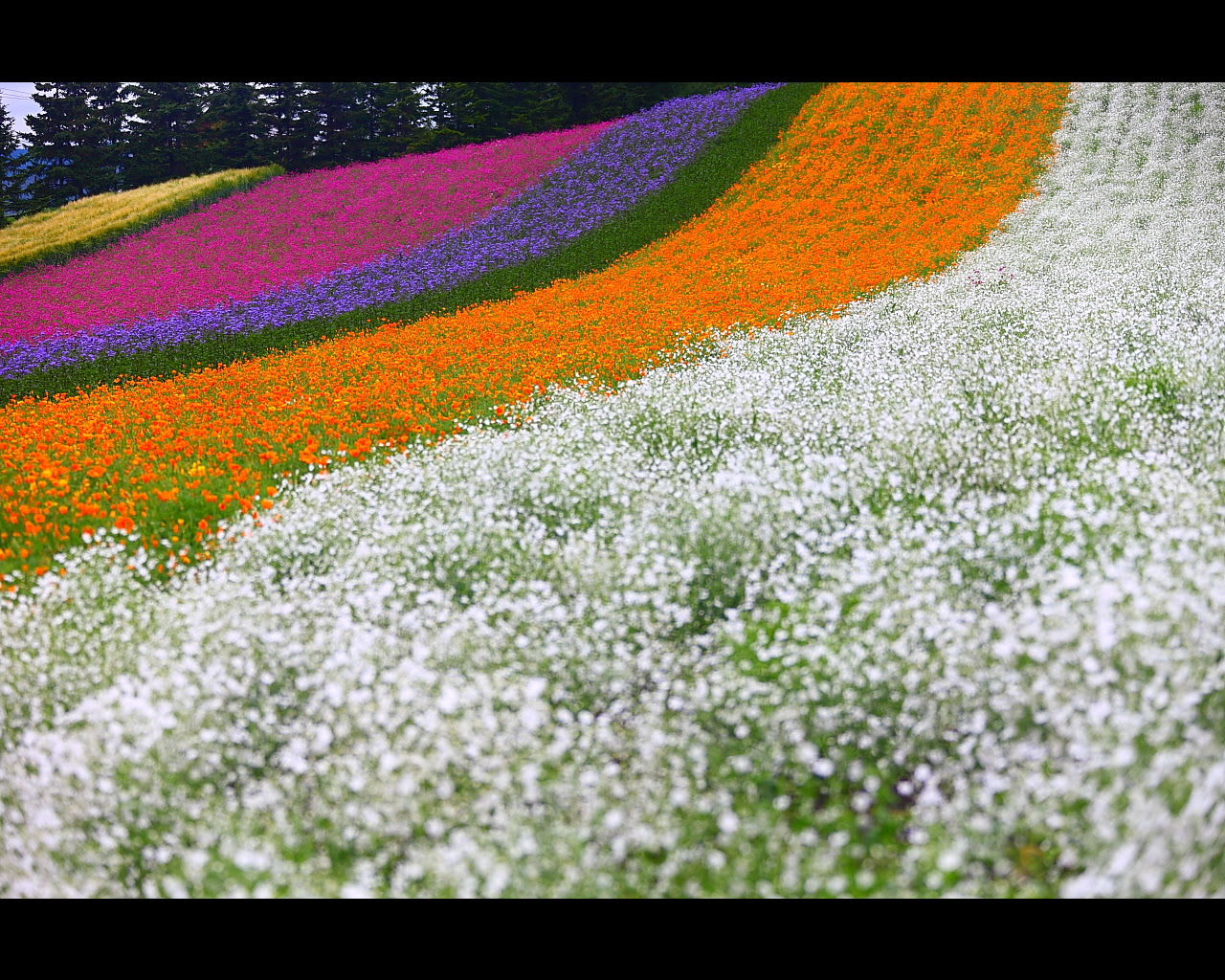かすみ草中心に見る彩りの畑1280x1024サイズ