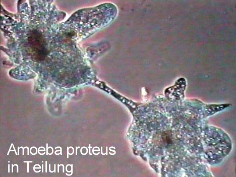 Die Amoebe Amoeba Proteus Ein Einzeller Mit Scheinfusschen