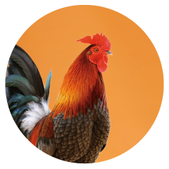 chicken-office-pet.png