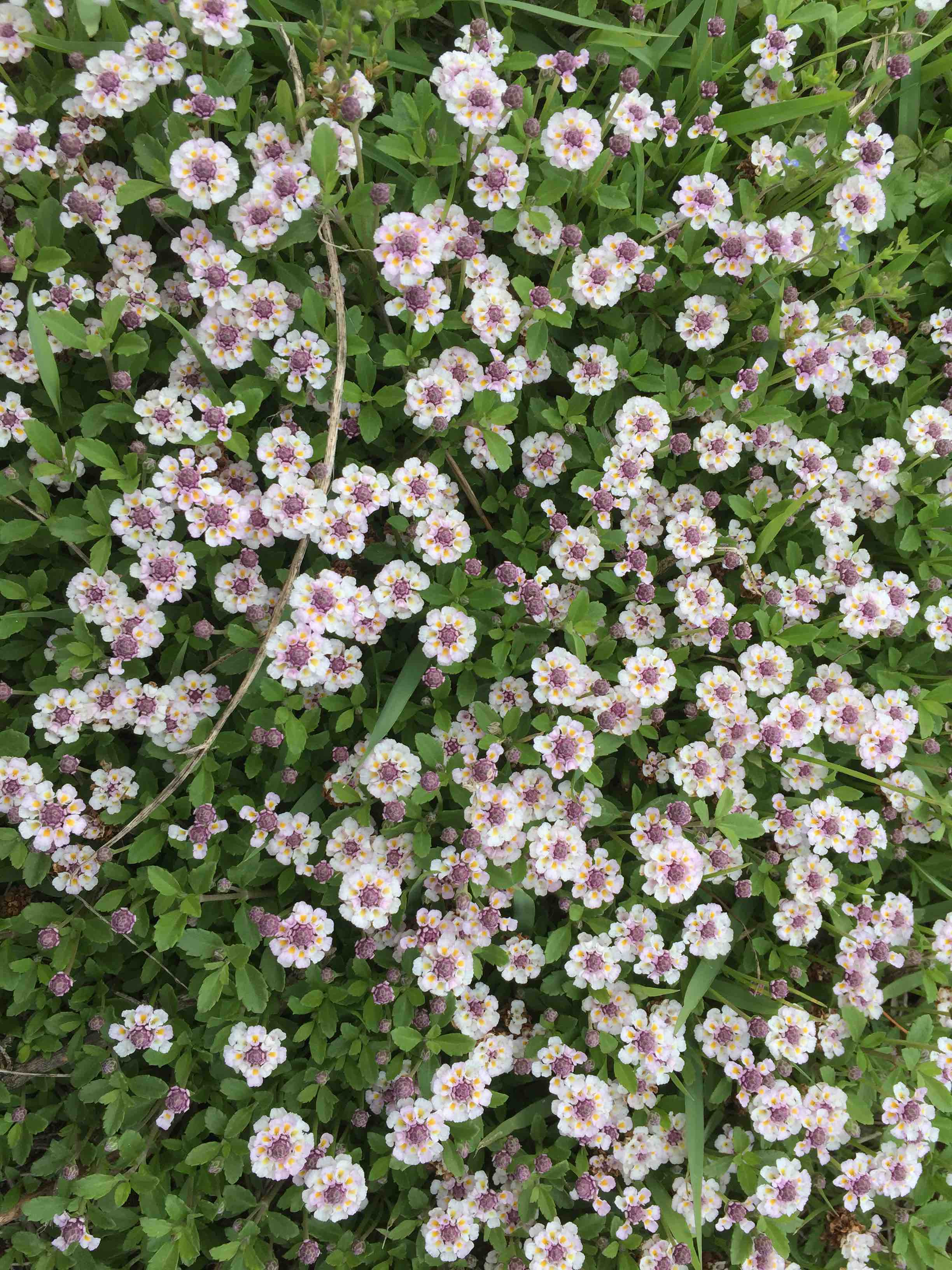 フリー画像 雑草の中に可愛い花が 癒し系 自然と町並み動画