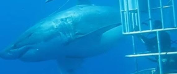 SHARK
