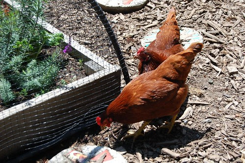 Scratching outside the fenced garden beds
