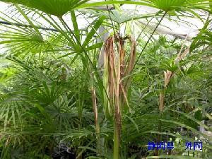 ペスタロチア病 農研機構