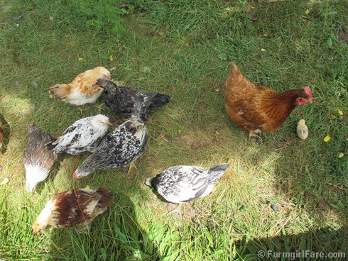 6-9-12 Friday Farm Fix #13 (7)