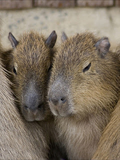 ハムスター ウサギなど 寄り添う子カピバラ の待ち受け画像 壁紙 動物 パラダイス