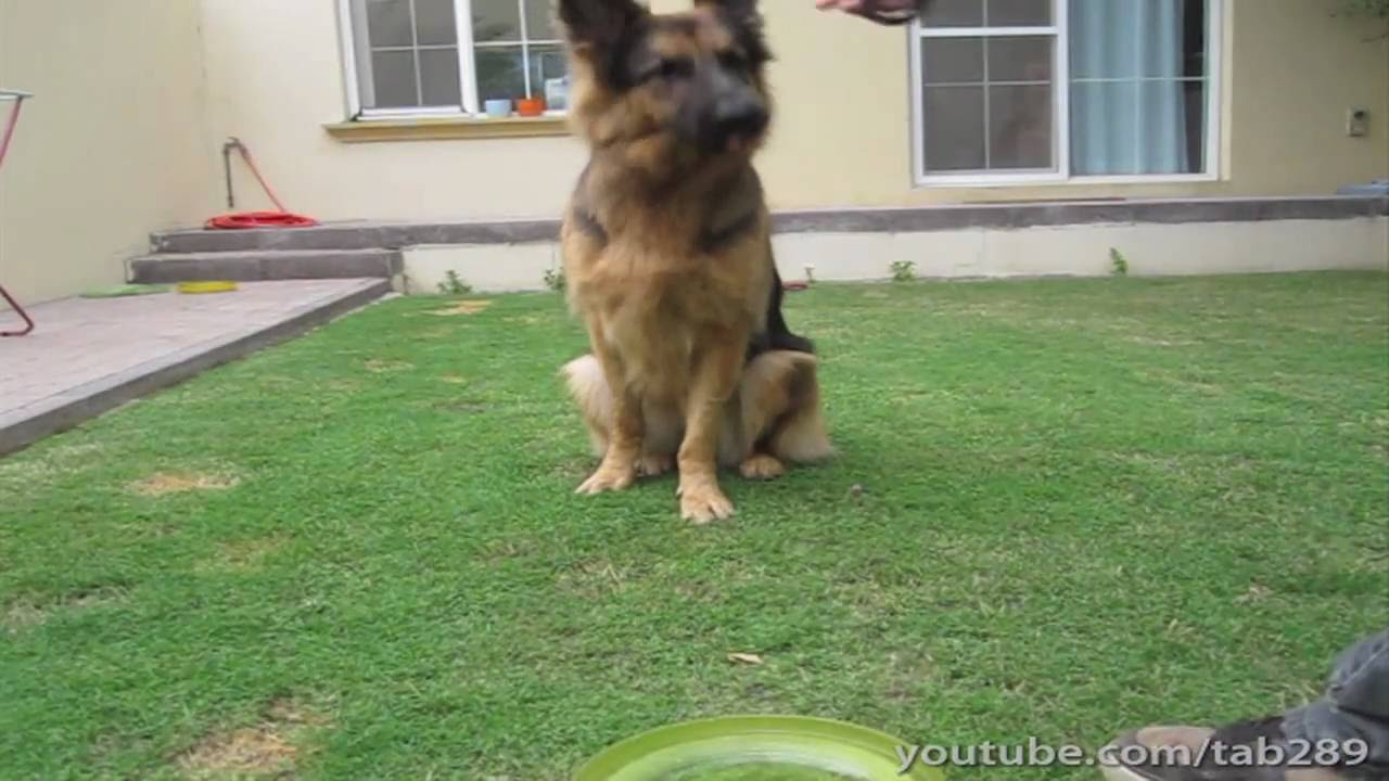 How To Train A Dog To Sit W/ Distance! (Advanced) - YouTube