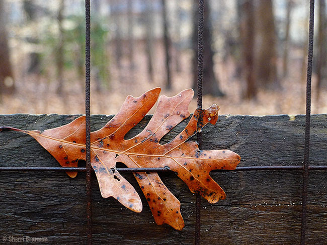 fence leaf 2