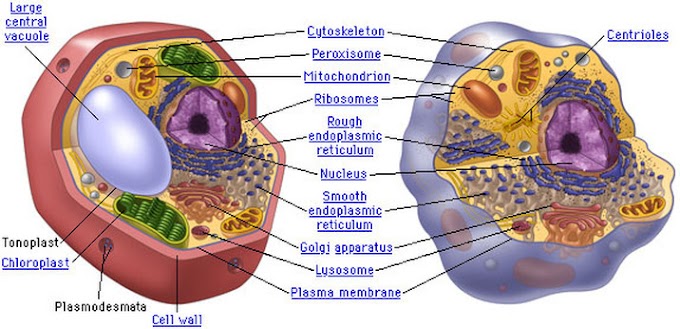 Plant Cell Organelles / Animal Cells and the Membrane-Bound Nucleus : Consists of a thin layer of amphipathic lipids which spontaneously arrange so more hydrophilic regions associate with the faces of the.