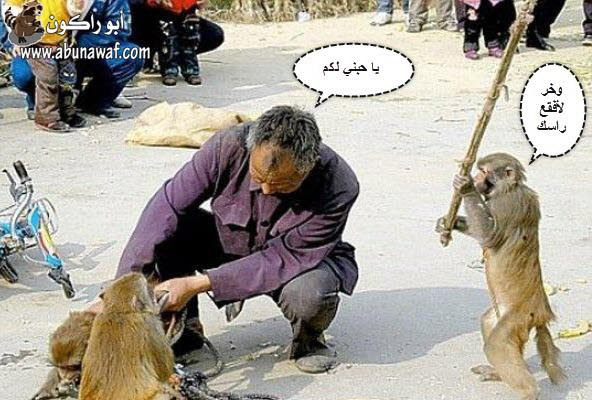 صور : ماهو الراكون + حيوانات في حيوانات .. والمزيد
