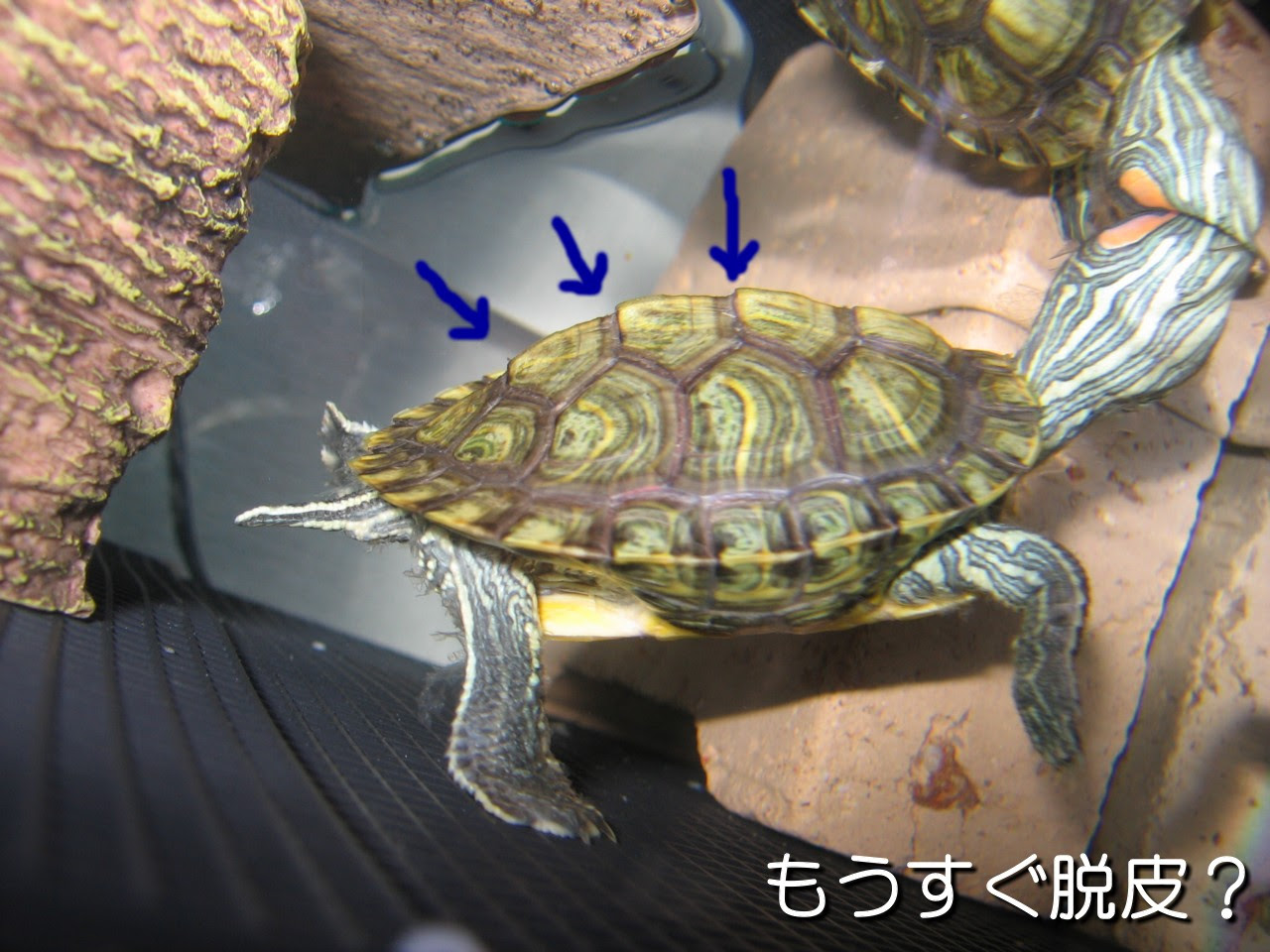 かめたろうの のんびり ゆったり その後のかめたろう