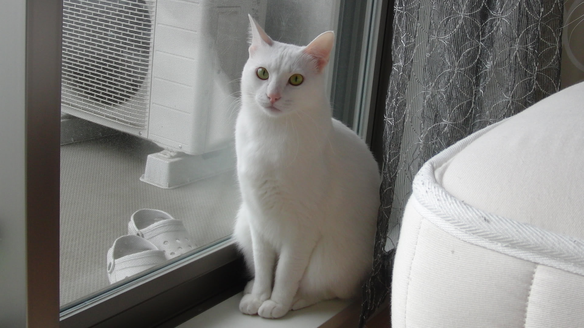 愛猫壁紙を無料ダウンロード ねこだっこ